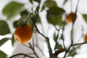 the fruit of the Mandarin tree