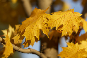 yellow  leaf on autumn yellow leaves background