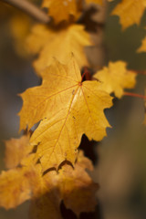 yellow  leaf on autumn yellow leaves background