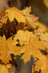 Naklejka na ściany i meble yellow leaf on autumn yellow leaves background