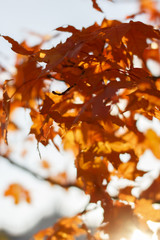 yellow  leaf on autumn yellow leaves background