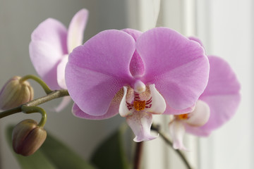 close-up of an Orchid flower, Phalaenopsis butterfly, the middle of the flower looks like a beautiful lady in an evening dress