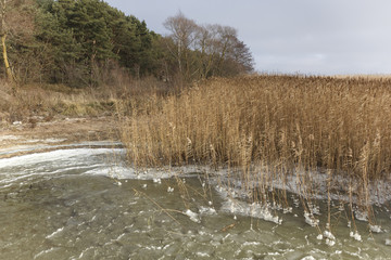 dry reed growing near the sea shore covered with a thin layer of ice, creating unusual patterns and balls, cold autumn day