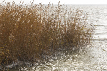 dry reed growing near the sea shore covered with a thin layer of ice, creating unusual patterns and balls, cold autumn day
