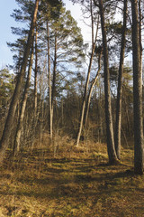 Obraz premium background image of autumn coniferous forest
