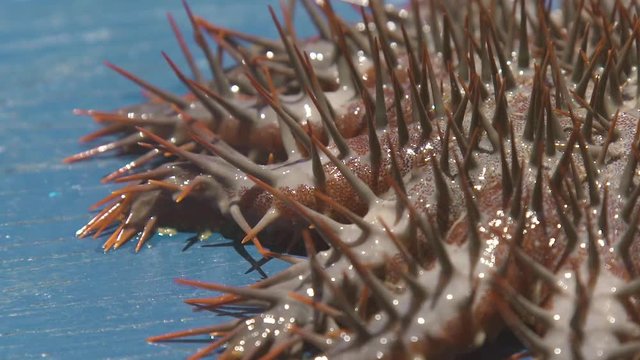 Close up crown of thorns Sea star. Underwater animal seastar with big thorns caught from water. Echinoderms animals in underwater world in ocean.