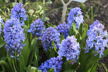 beautiful and fragrant spring flowers blue hyacinths in the Sunny meadow