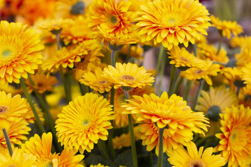 bouquet of many bright gerberas in a glass vase on the background of other flowers