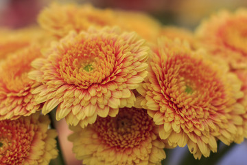 bouquet of many bright gerberas in a glass vase on the background of other flowers