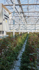 large industrial greenhouse with Dutch roses and electric dashboard