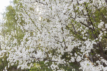 cherry blossoms in spring in a Sunny weather