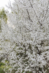 cherry blossoms in spring in a Sunny weather