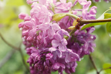 branch with lilac   flowers with rain drops sparkling in the sun