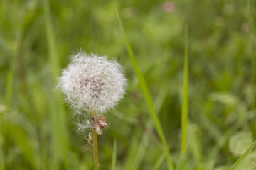 White dandelion on green background with bokeh and place for text