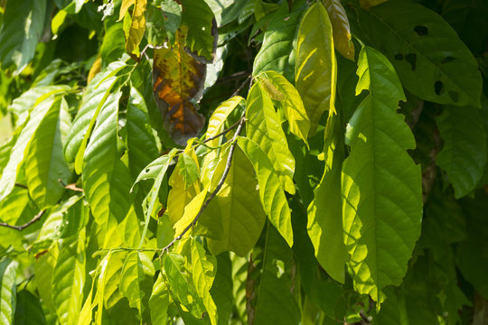 cacao tree plant, theobroma cacao malvaceae from south america