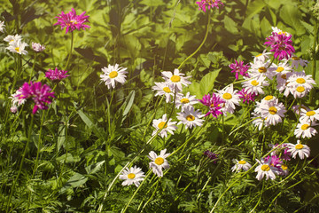 field of chamomile and other flowers, a summer hot afternoon sun lit sunset light.