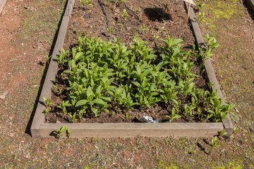 smooth the garden bed with the ground, which grow on various culture plants, organic, medicinal, spicy, delicious