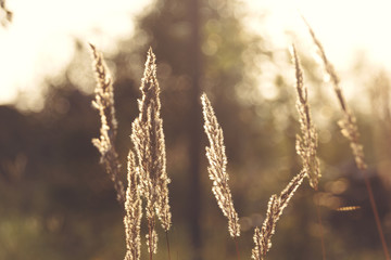 Fototapeta premium summer background with spikelets in brown tones with bokeh
