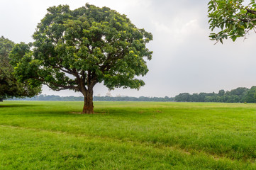 Fototapeta na wymiar A large oak tree in green field