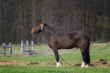 Obraz premium a lone brown horse in a pasture in a rural location on the field on forest background and the fence