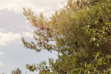 pine branch with cones on a blue sky background