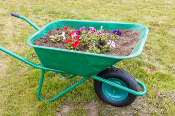 An ornamental metal wheelbarrow painted with green paint and filled with earth is used as a flower bed for growing flowers.