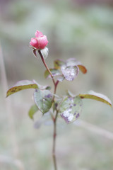 Rose under the first snow autumn time on backround