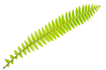 Fern leaf on white background