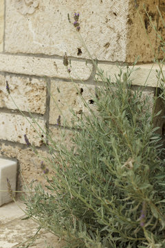 background image lavender on a background of white masonry