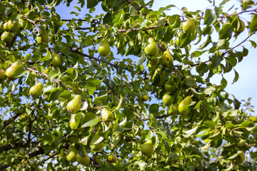 juicy, sweet, environmentally friendly pears grown on a tree without nitrates, under the hot summer sun, give taste pleasures and joy