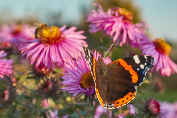 A butterfly on virgin asters
