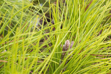 background image of long pine needles and small fresh cones