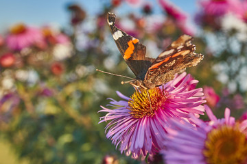 A butterfly on virgin asters