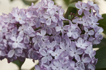 Fototapeta na wymiar branch of lilac in the background in spring day