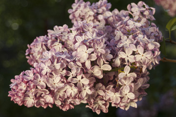 branch of lilac in the background in spring day