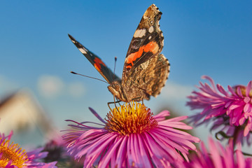 Obraz premium A butterfly on virgin asters