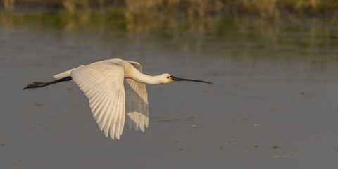 Spatule blanche (Platalea leucorodia - Eurasian Spoonbill) en vol