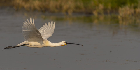Spatule blanche (Platalea leucorodia - Eurasian Spoonbill) en vol