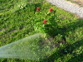 blurred green abstract background with water and a rainbow. watering flowers on lawns