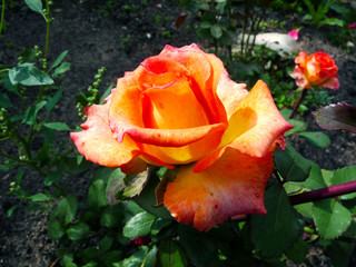 colorful rose flowers in the background, stylized photo processing.