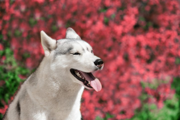 An young Siberian husky female is sitting near red flowers. A bitch has grey and white fur and blue eyes. The background is yellow and green colored.