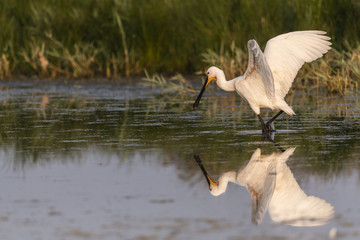 Spatule blanche (Platalea leucorodia - Eurasian Spoonbill)