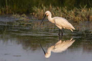Spatule blanche (Platalea leucorodia - Eurasian Spoonbill)