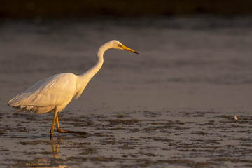 Grande Aigrette (Ardea alba - Great Egret)