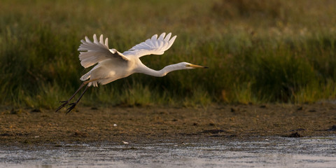 Grande Aigrette (Ardea alba - Great Egret)