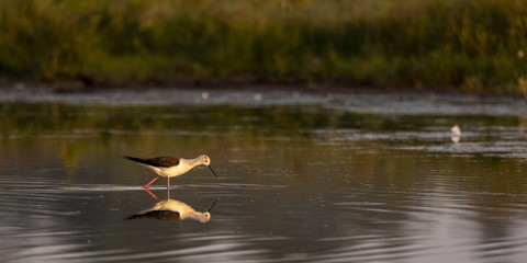 Échasse blanche (Himantopus himantopus - Black-winged Stilt)