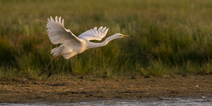 Grande Aigrette (Ardea alba - Great Egret)