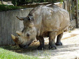 Obraz premium the lone Rhino on the background of a wooden wall at the zoo