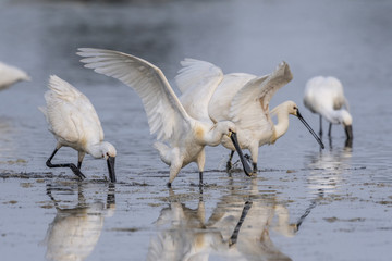 Spatule blanche (Platalea leucorodia - Eurasian Spoonbill)