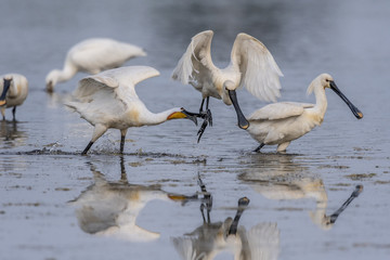 Spatule blanche (Platalea leucorodia - Eurasian Spoonbill)